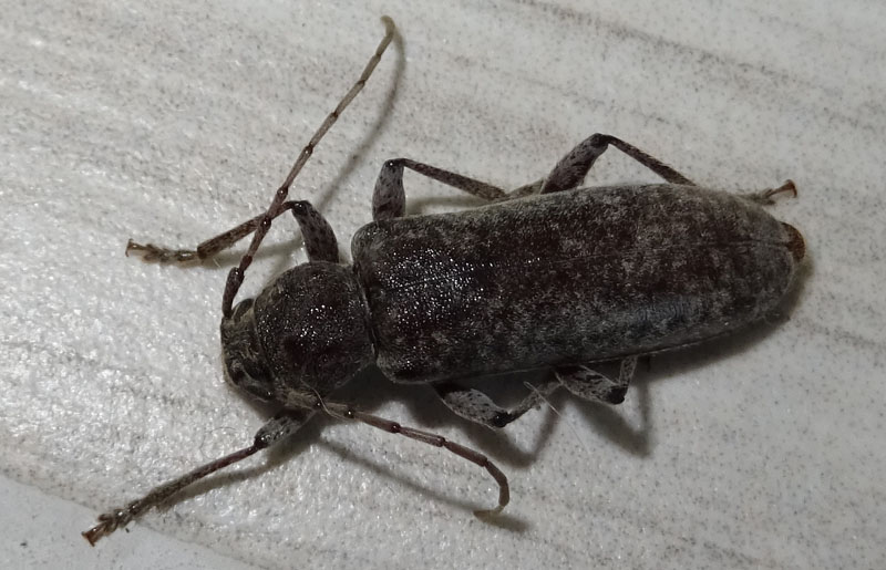 Trichoferus sp. - Cerambycidae